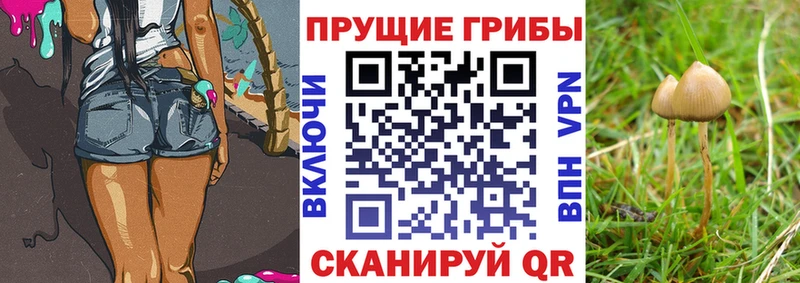 Псилоцибиновые грибы Psilocybine cubensis  маркетплейс телеграм  Таруса  гидра маркетплейс 